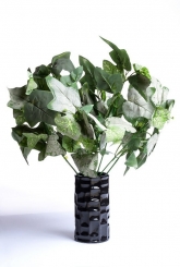 050 Veštaćke lozice   